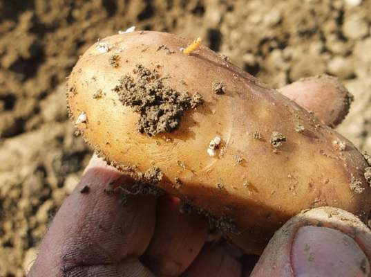Gli elateridi mettono in crisi la produzione di patate in Italia e in Europa