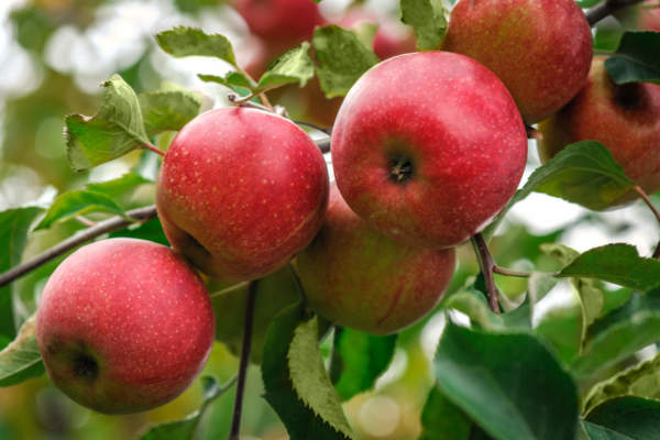 Acceleratori di fotosintesi per migliorare la qualità e la colorazione delle mele