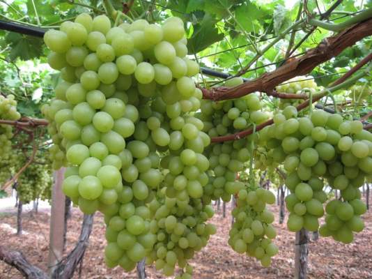 Crisi uva da tavola, misure a favore dei produttori di Puglia e Sicilia
