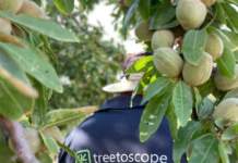 treetoscope irrigazione