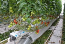 pomodoro irrigazione