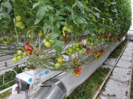 pomodoro irrigazione