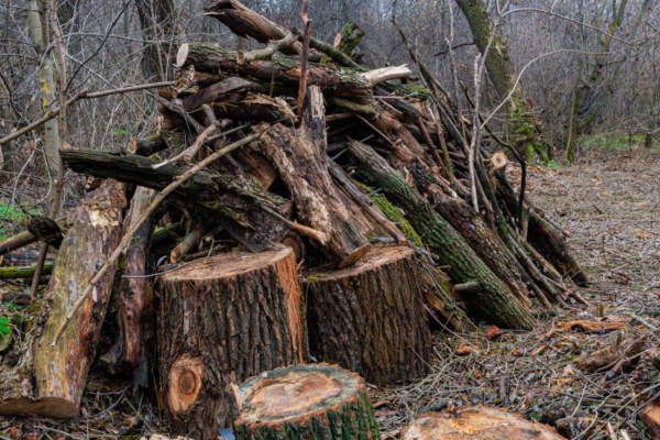 Raccolta legna dai fiumi, un decreto per il via libera e 500mila euro