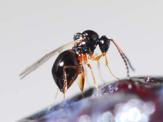 Cimice asiatica e Drosophila, positivi i risultati dei lanci