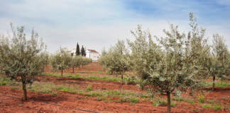 irrigazione olivo