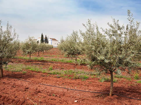 irrigazione olivo