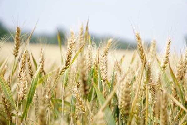 Commodity agricole: grano duro e tenero ad alta volatilità