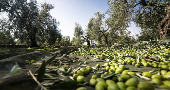 Puglia, campagna olivicola segnata da continui furti di olive
