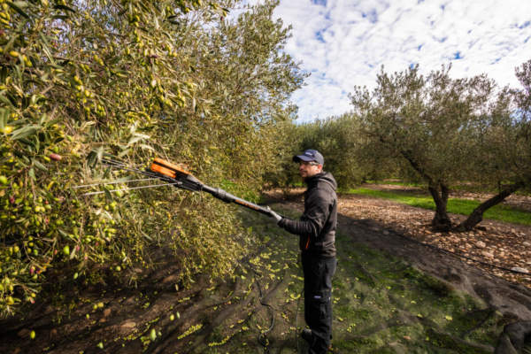 Rapidità e precisione; una raccolta olive ancora più redditizia con Pellenc!