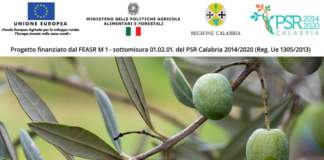 triecol olivicoltura calabrese
