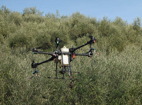 drone in oliveto