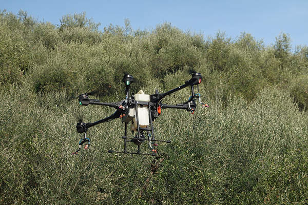 drone in oliveto