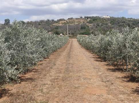 reimpianto olivi in salento
