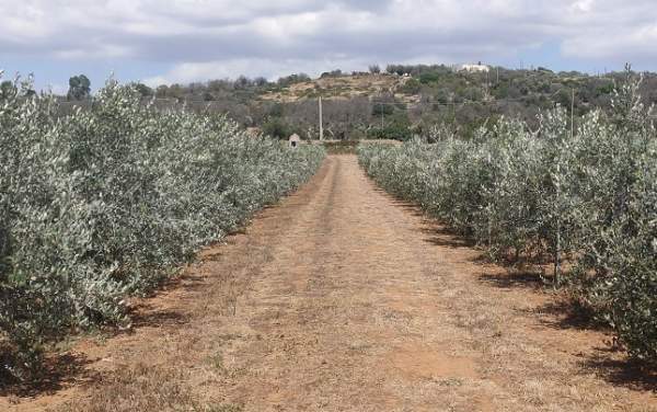 reimpianto olivi in salento