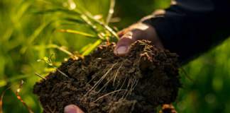 suolo e raccolti