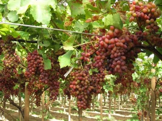Royalty e mercato uve apirene, dalla Cassazione sentenza storica