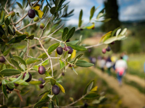 Camminata tra gli olivi